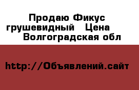 Продаю Фикус грушевидный › Цена ­ 3 500 - Волгоградская обл.  »    